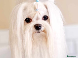 Maltese dogs in Keighley - Advert 9