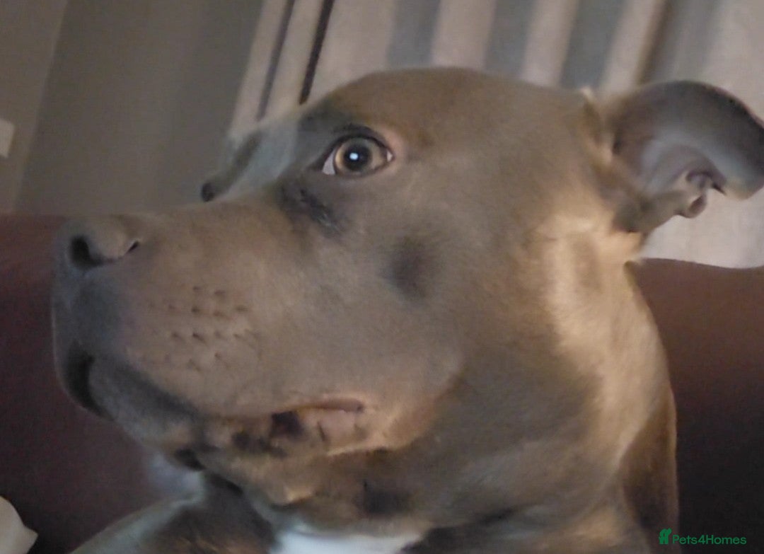 Staffordshire Bull Terrier dogs Staffordshire bull terrier  - Advert 2