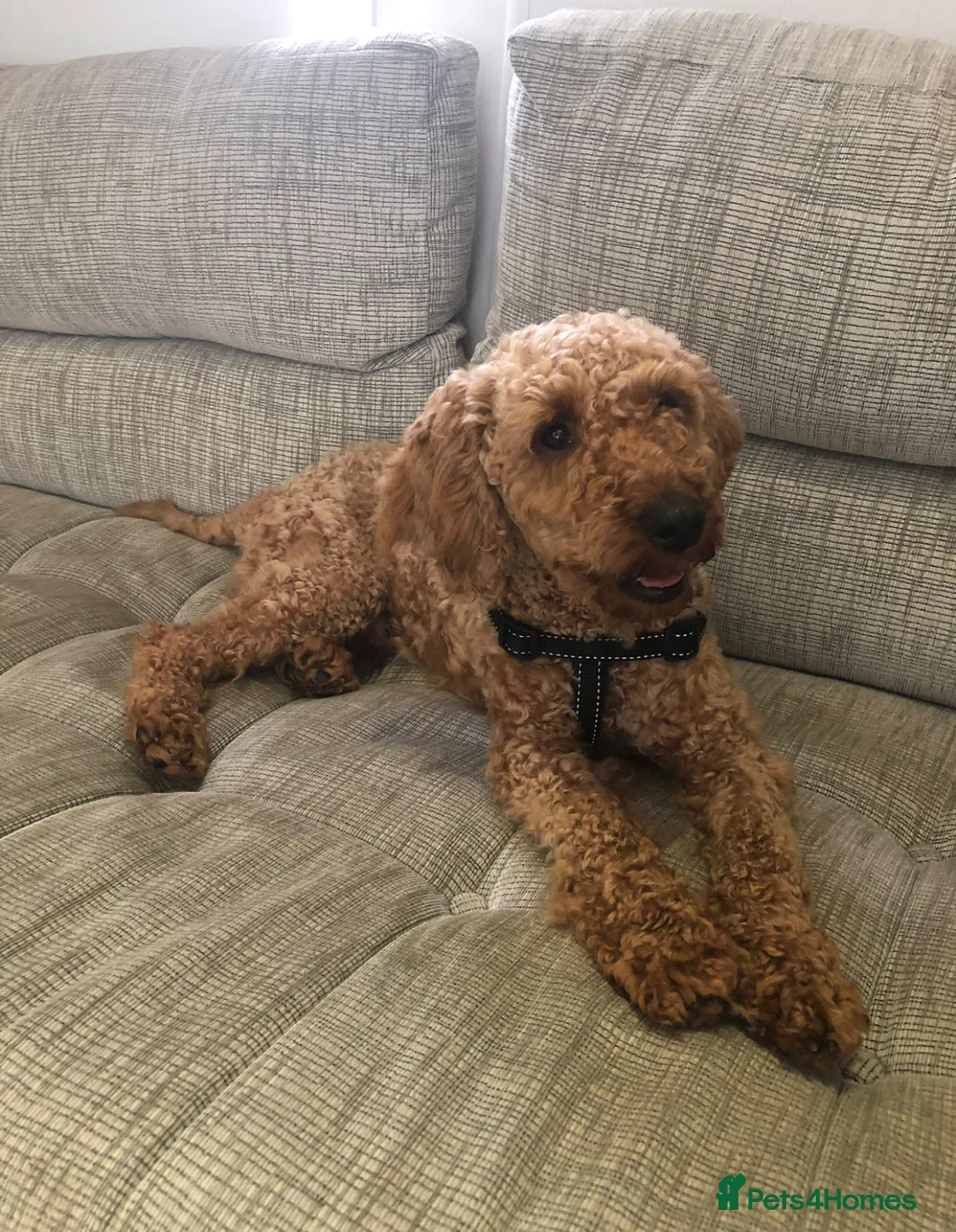 Cockapoo dogs for sale: Cockapoo puppies ready now  - Advert 5