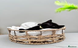 Ragdoll cats for sale: CUTE AND PLAYFUL HALF RAGDOLL KITTENS  - Image 22