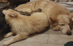 German Shepherd dogs for sale: Stunning white puppy 6 months old ready now in Horsham - Image 23