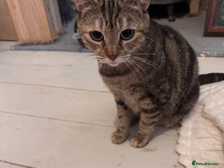 British Longhair cats One male ginger kitten available before Christmas - Advert 2