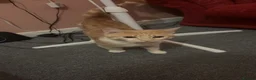 Mixed Breed cats for sale: Kittens for sale  - Advert 1