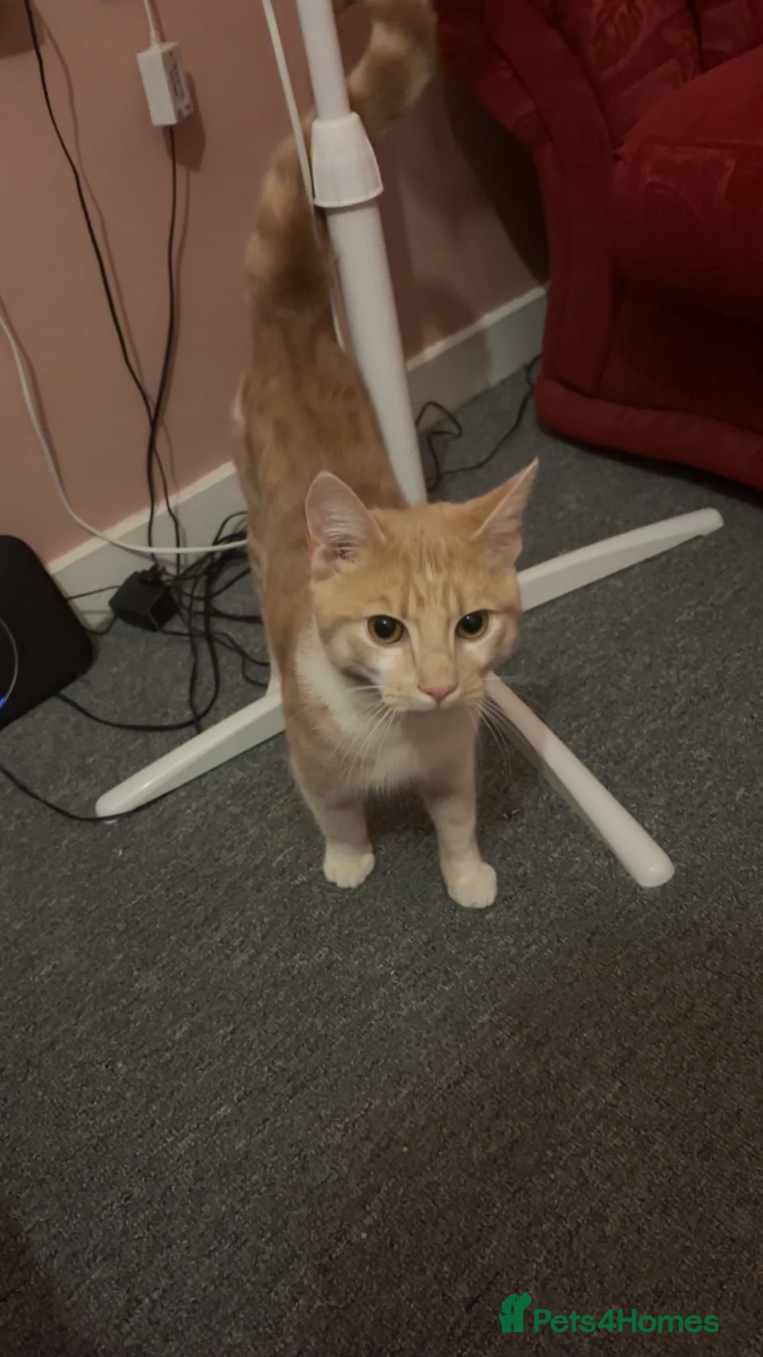 Mixed Breed cats for sale: Kittens for sale  - Advert 1