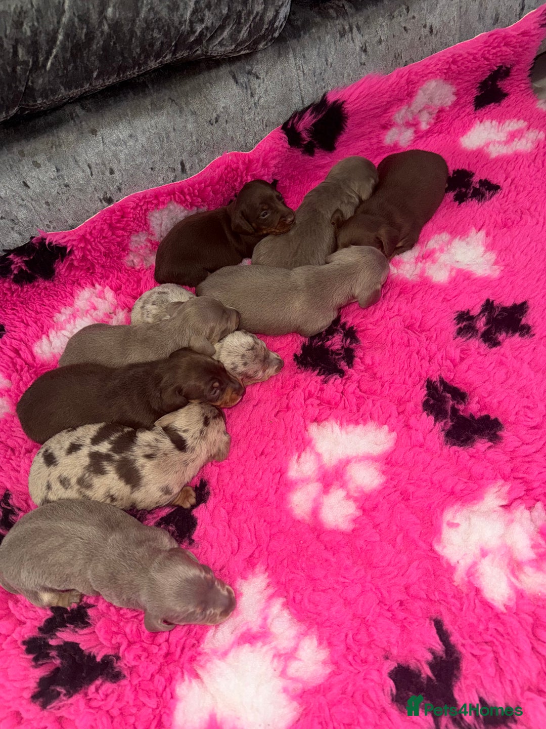 Miniature Dachshund dogs for sale: Outstanding True To Type Miniature Dachshunds - Advert 1
