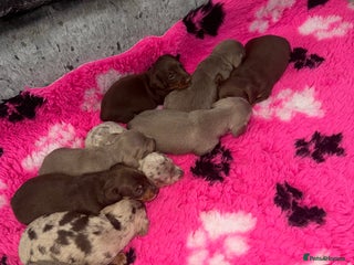 Miniature Dachshund dogs Outstanding True To Type Miniature Dachshunds - Advert 18