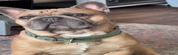 French Bulldog dogs for stud: Outstanding 5 Generation French Bulldog Stud in Coalville - Advert 4