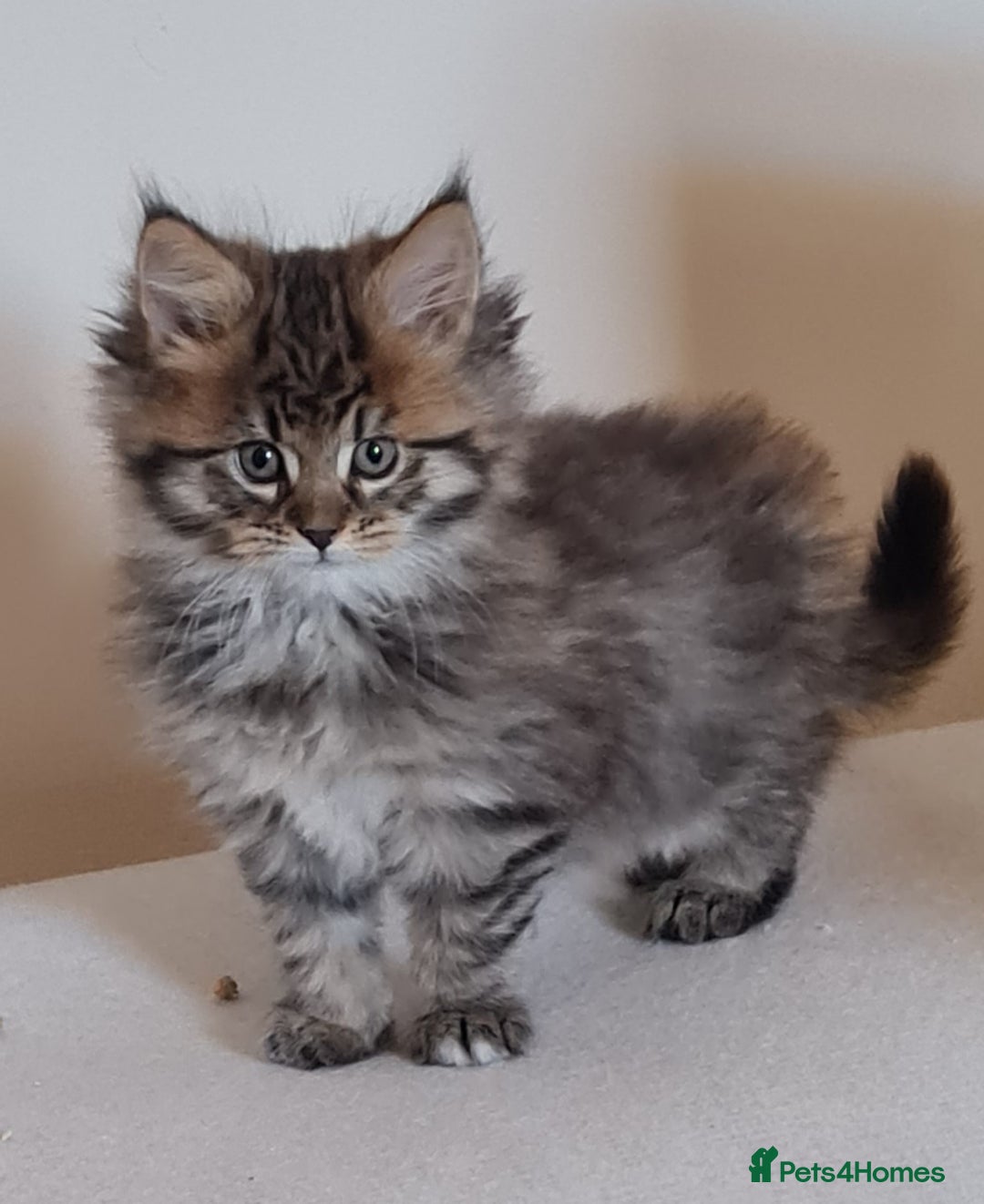 Maine Coon cats for sale: Beautiful Pedigree Mainecoons - Advert 8
