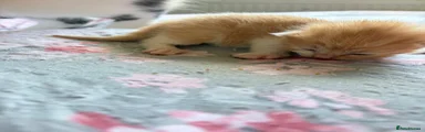 ginger kitten 2 