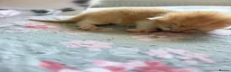 Mixed Breed cats for sale: 5 beautiful kittens  - Advert 10