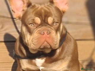 French Bulldog dogs in Hastings - Advert 4