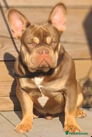 French Bulldog dogs in Hastings - Advert 14