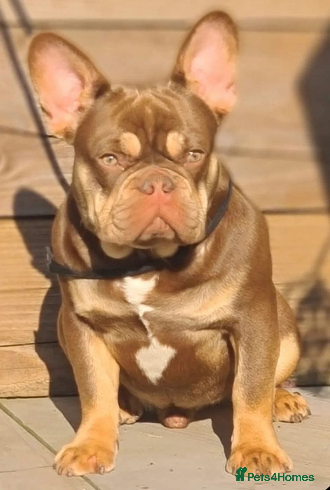 French Bulldog dogs for stud: ROJO AND TAN CARRYING FLUFFY RFG0, health clear in Hastings - Advert 2