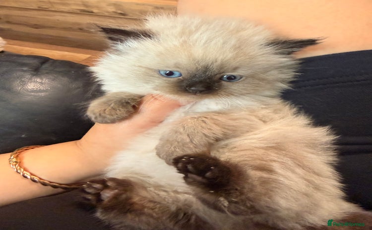 Ragdoll cats - Advert 10