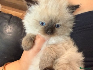 Ragdoll cats - Advert 13