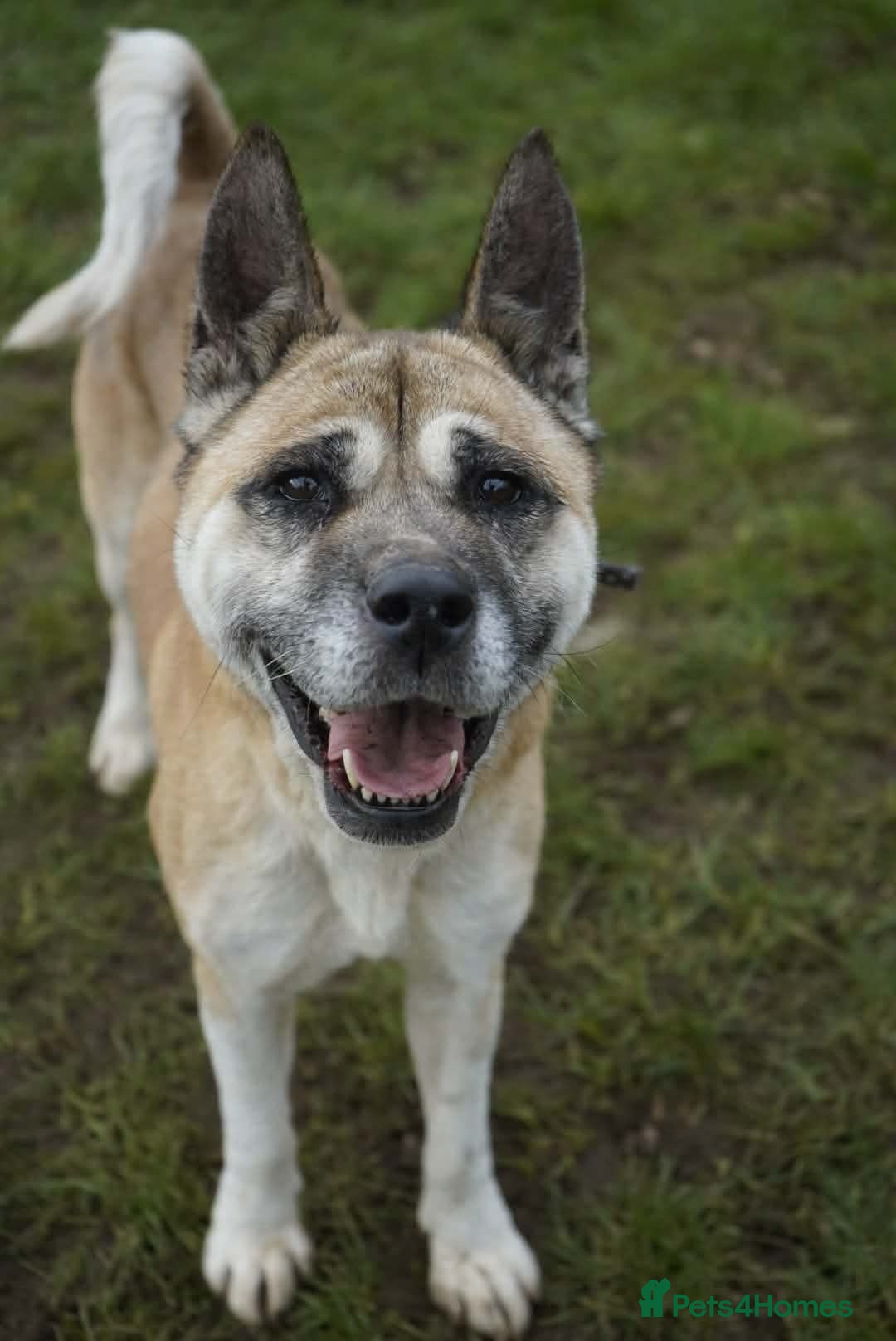 Akita dogs Holly - Advert 3