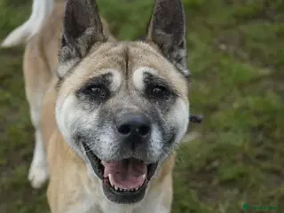 Akita dogs Holly - Advert 3