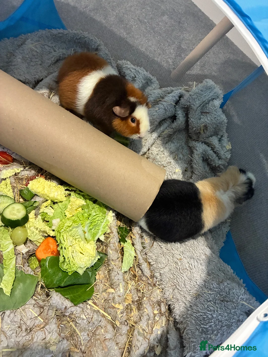 Guinea Pig rodents for sale: X2 Gorgeous Pair of Male Guinea Pigs in Leicester - Advert 2