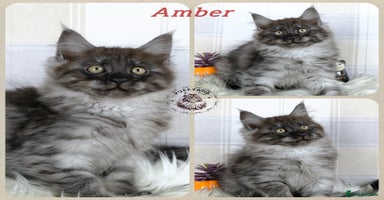 Maine Coon cats - Advert 2