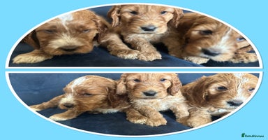 Irish Doodle dogs - Advert 3