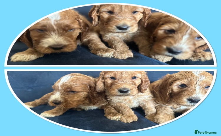 Irish Doodle dogs - Advert 1