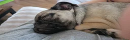 Pug dogs for sale: Loving 10 month female silver fawn pug  - Advert 6