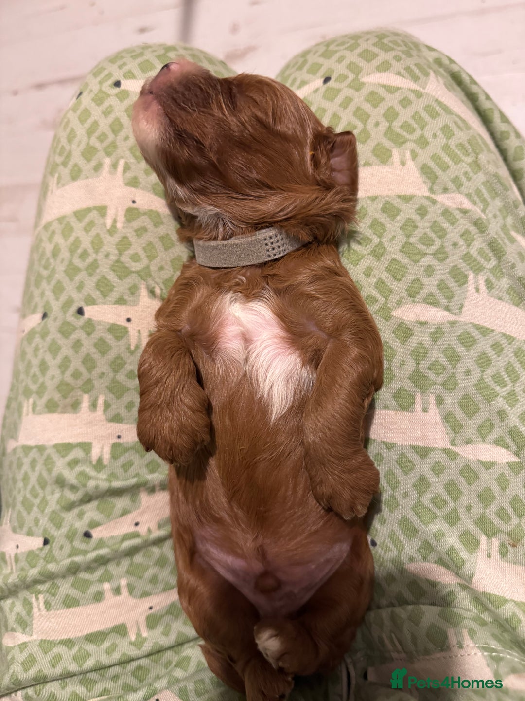 Cavapoo dogs for sale: Cavapoo puppies fully health tested parents - Image 4