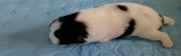 Pomeranian dogs for sale: pomeranian puppies  forsale - Advert 10