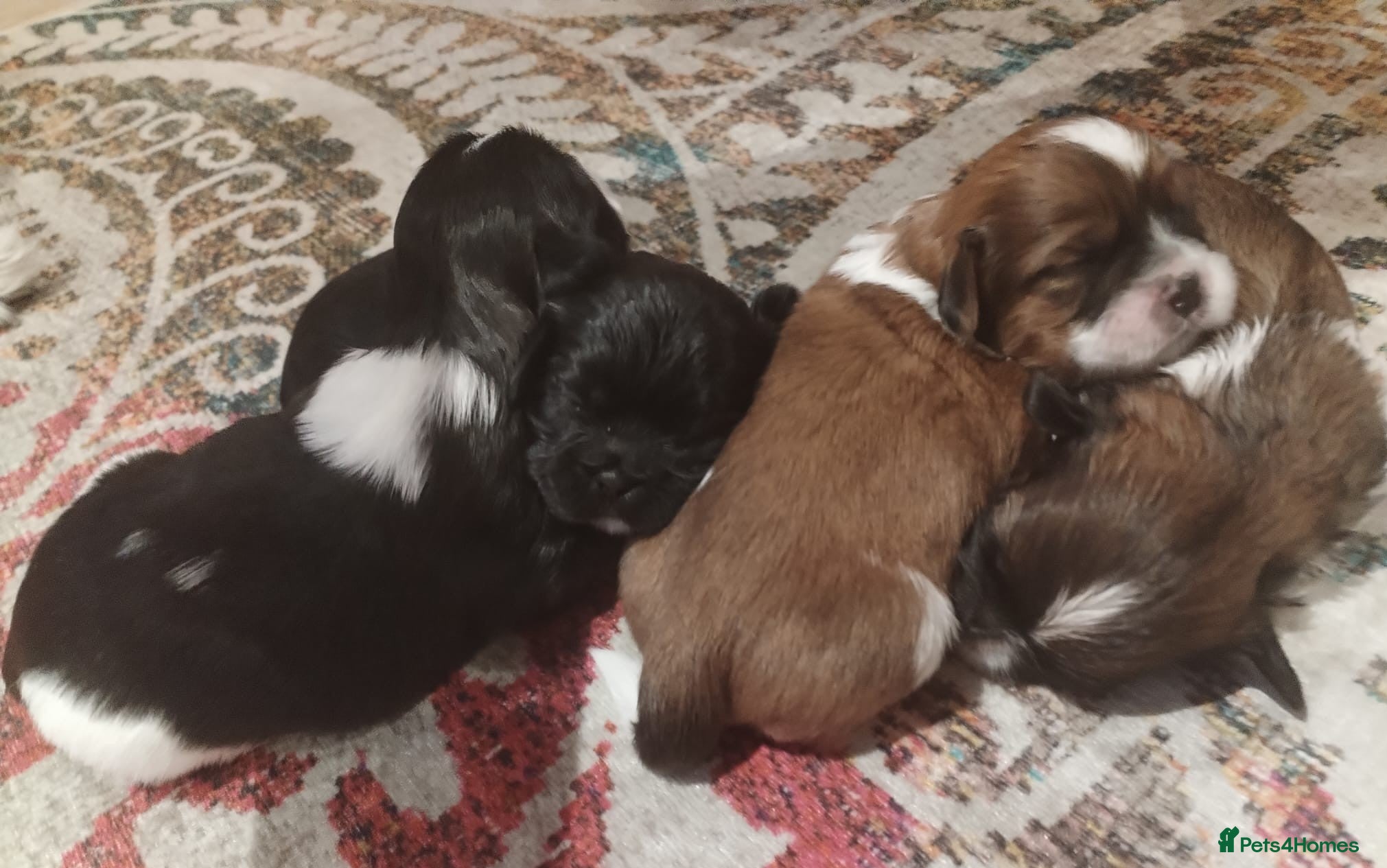 Shih Tzu dogs for sale: Shih Tzu Puppies From Small Imperial-Type Mum - Advert 15