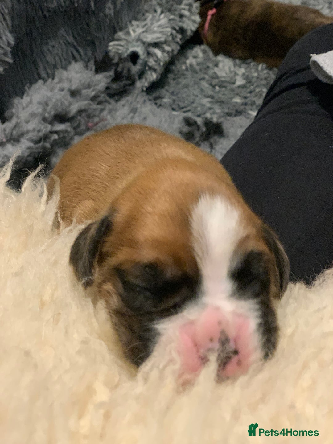 Boxer dogs for sale: KC registered Boxer Puppies - Image 12