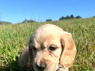 Cocker Spaniel dogs Beautiful litter of cocker spaniel puppies - Advert 1
