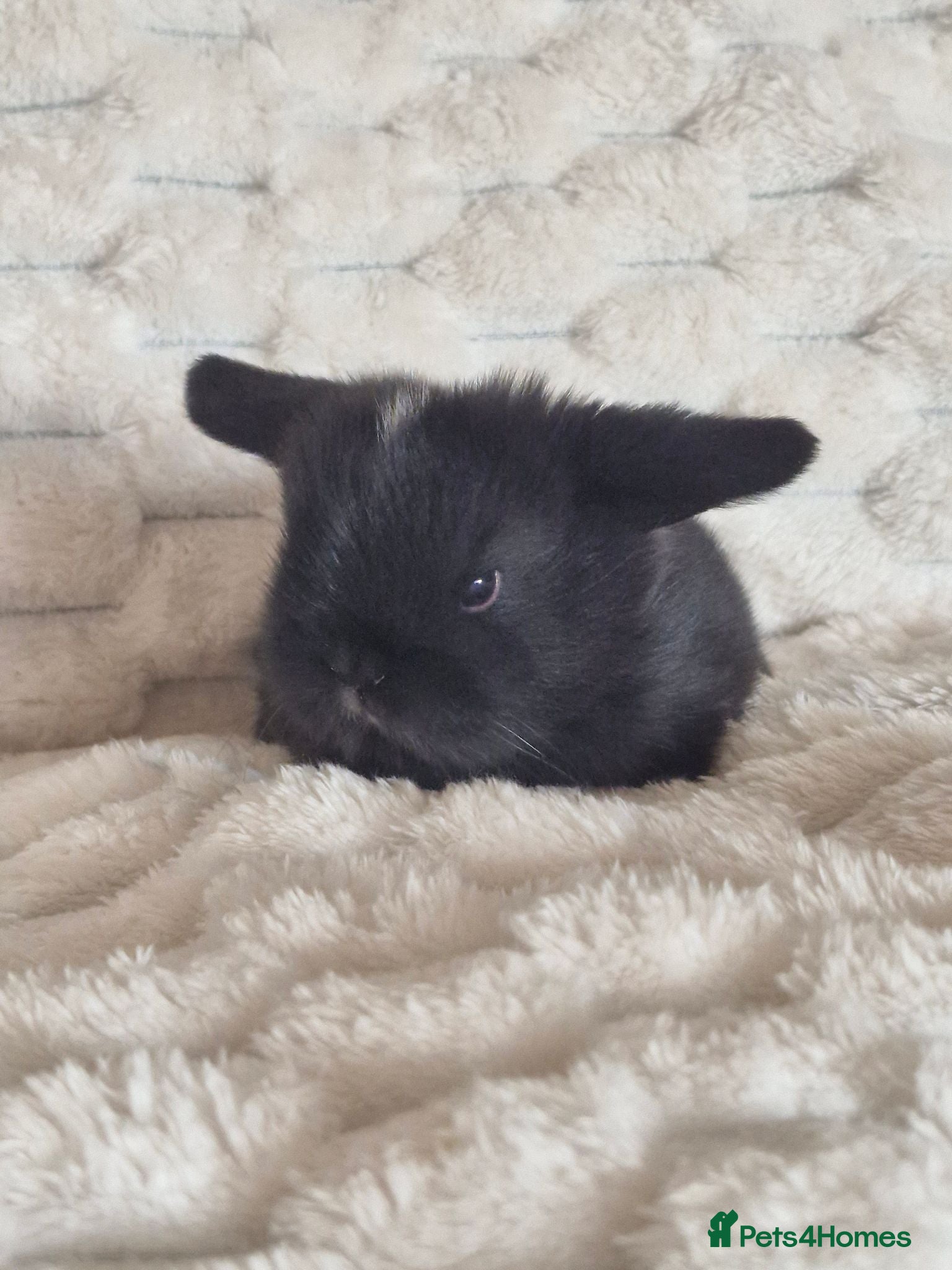 Mini Lop rabbits Pure bred mini lops - Advert 6