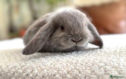 French Lop rabbits for sale: RESERVATIONS OPEN - Beautiful Baby French Lops - Image 10