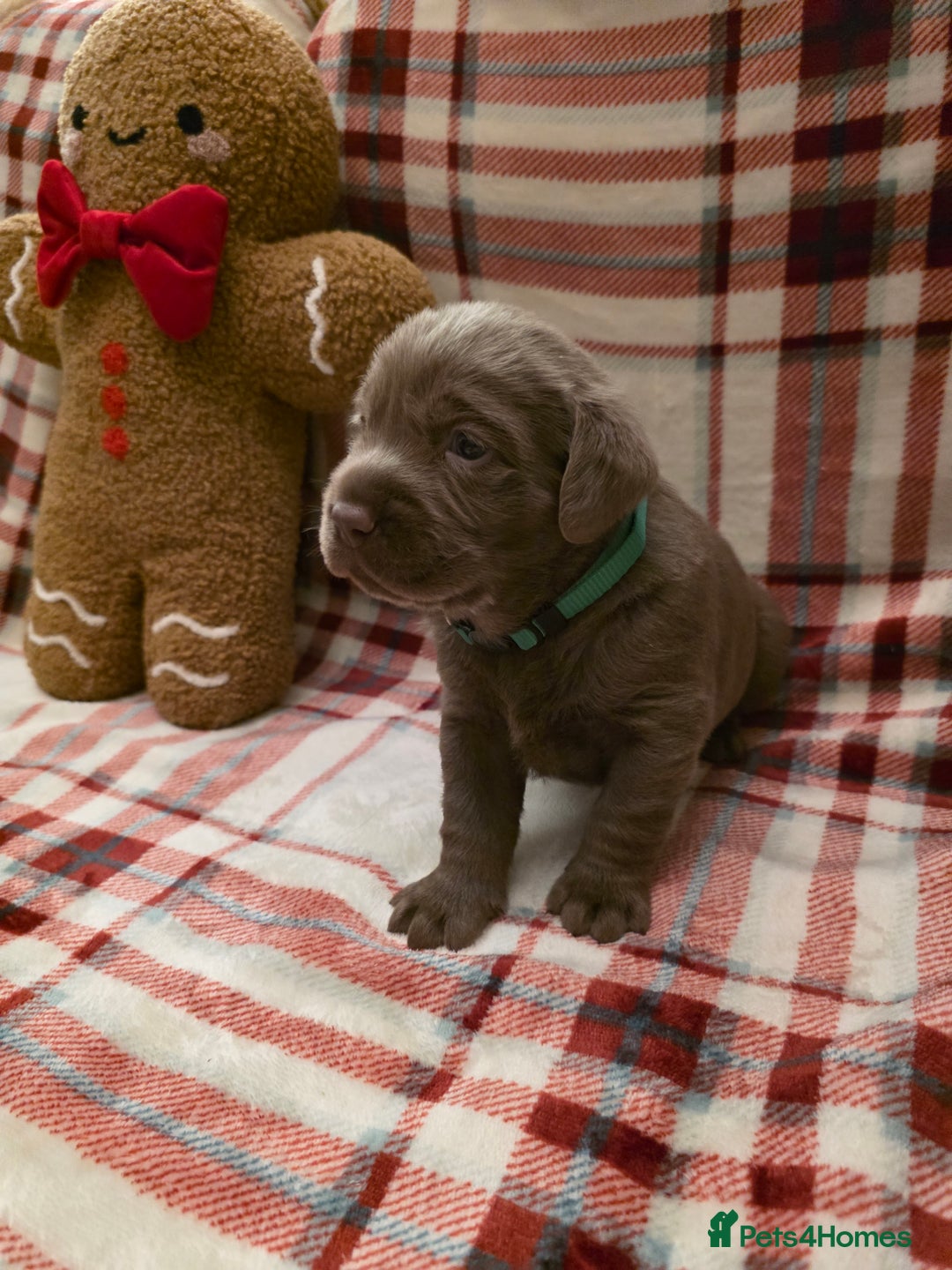 Labrador Retriever dogs for sale: Silver Labrador Puppies For Sale - Advert 28