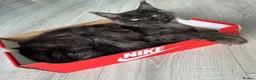 Ragcoon cats for sale: 8 RAGDOL X MAINCOON KITTENS🐱 - Advert 10