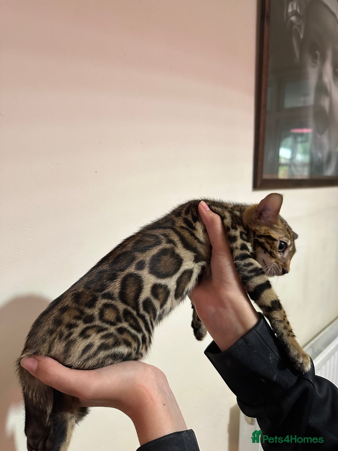 Bengal cats for sale: TICA registered bengal kittens!🐱 - Image 40