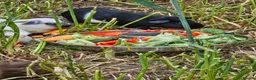 Guinea Pig rodents for sale: 8 male guinea pigs  - Advert 8