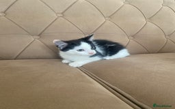 Turkish Angora cats for sale: Meet zara kitten girl looking for forever home. - Image 7