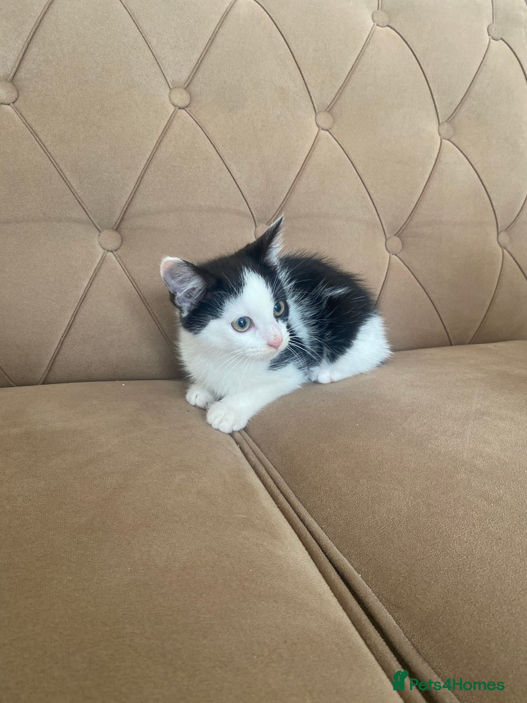 Turkish Angora cats for sale: Meet zara kitten girl looking for forever home. - Image 7