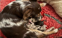 Chihuahua dogs for sale: Beautiful Longhaired Chihuahua Puppies - Image 1