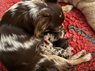 Chihuahua dogs for sale - Advert 1