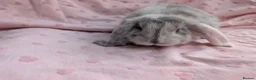 French Lop rabbits for sale: French Lop Rabbits – Ready from 4th September - Advert 8