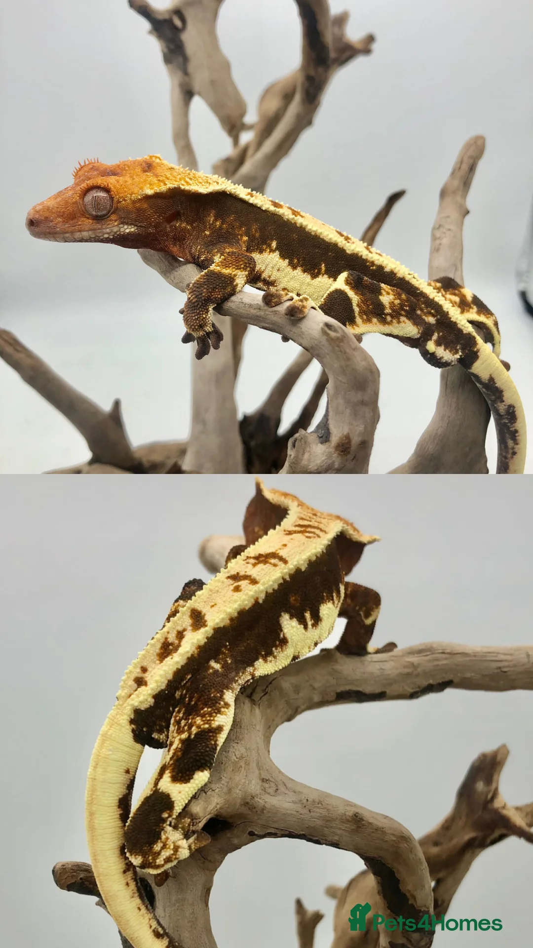 Gecko reptiles for sale: PET ONLY  - Advert 1