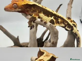 Gecko reptiles PET ONLY - Advert 5