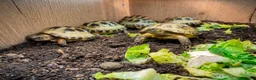 Tortoise reptiles for sale: Baby Horsfield Tortoises and Set Ups!! - Advert 1