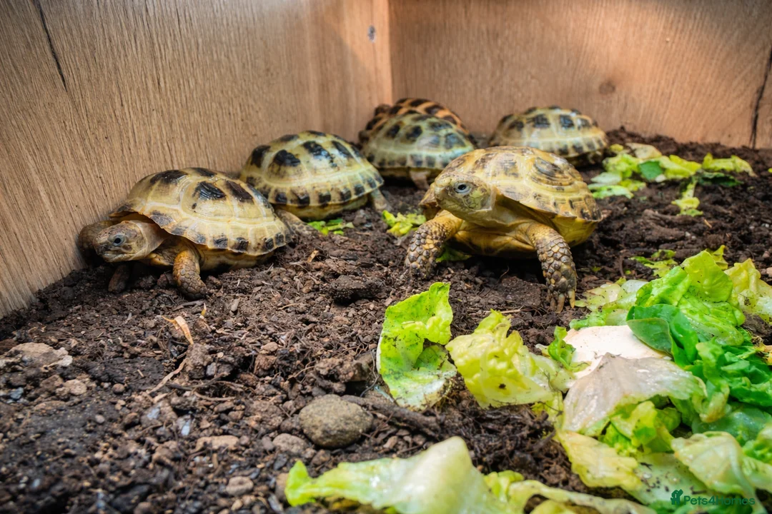 Tortoise reptiles for sale: Baby Horsfield Tortoises and Set Ups!! - Advert 1