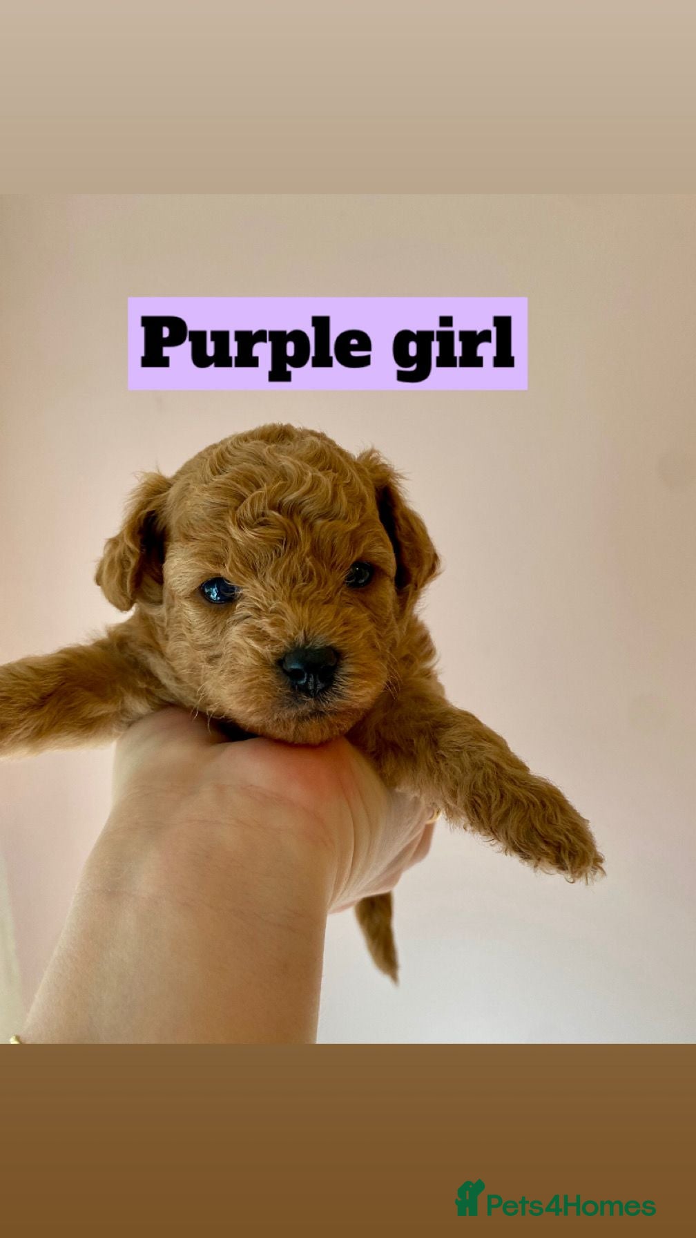 Poochon dogs ♥️🐶🧸 TINY ASIAN TOY POOCHONS FOR SALE ♥️ - Advert 1