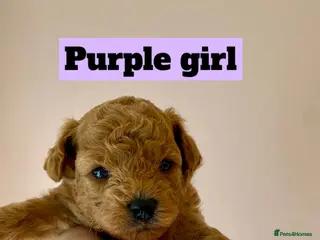 Poochon dogs ♥️🐶🧸 TINY ASIAN TOY POOCHONS FOR SALE ♥️ - Advert 5