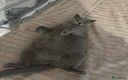 British Shorthair cats for sale: Chunky British shorthair kittens  - Image 9