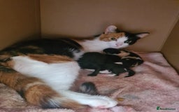 Mixed Breed cats for sale: Beautiful kittens ready - Image 7